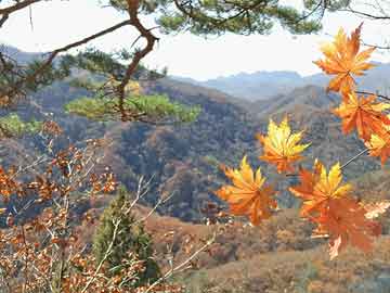 魅影直播盘点：真相7个你从没注意的细节，神秘人上榜理由疯狂令人迷醉